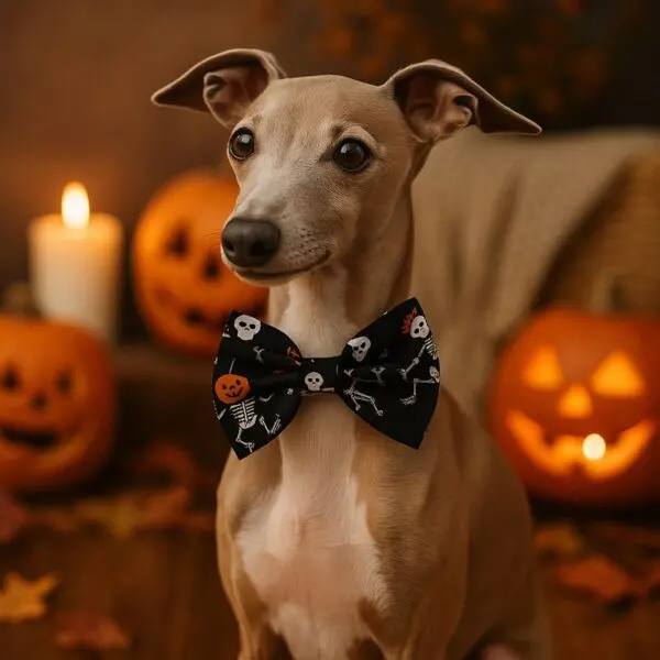 Dog in Halloween bow tie with pumpkins.