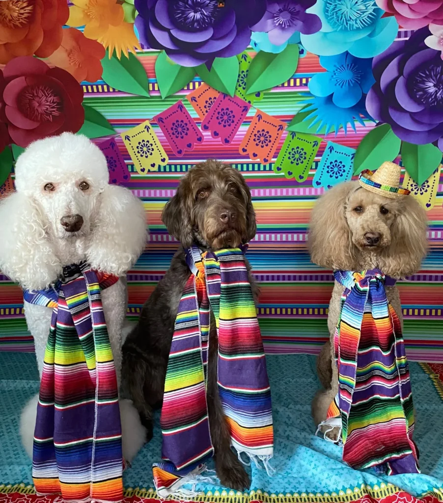 Three dogs in Mexican-themed attire with colorful backdrop.