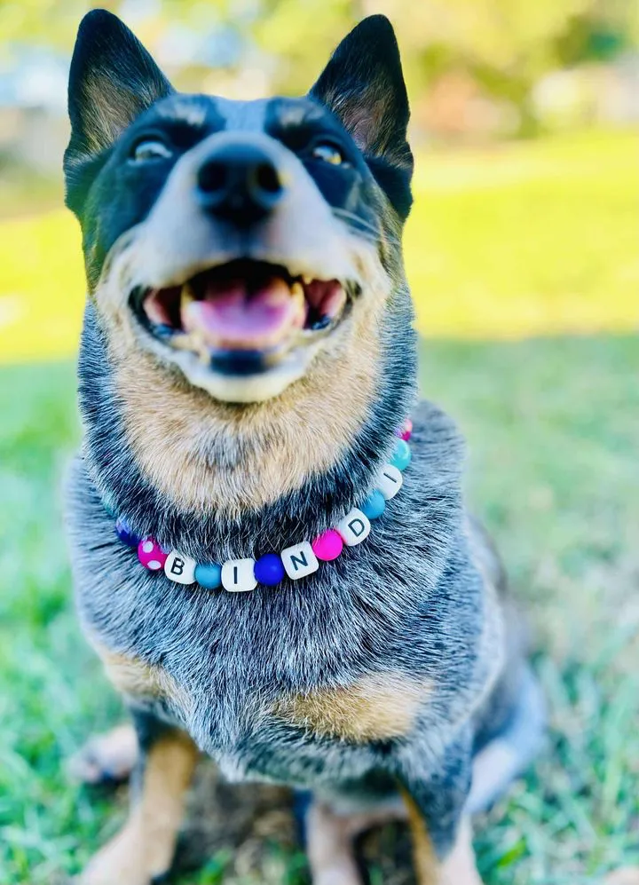 bougie dogs00128 Smiling dog with colorful name necklace outdoors.