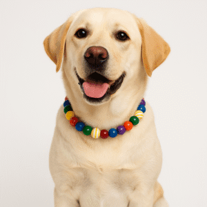 pride pet accessories b2 Happy labrador wearing colorful bead necklace
