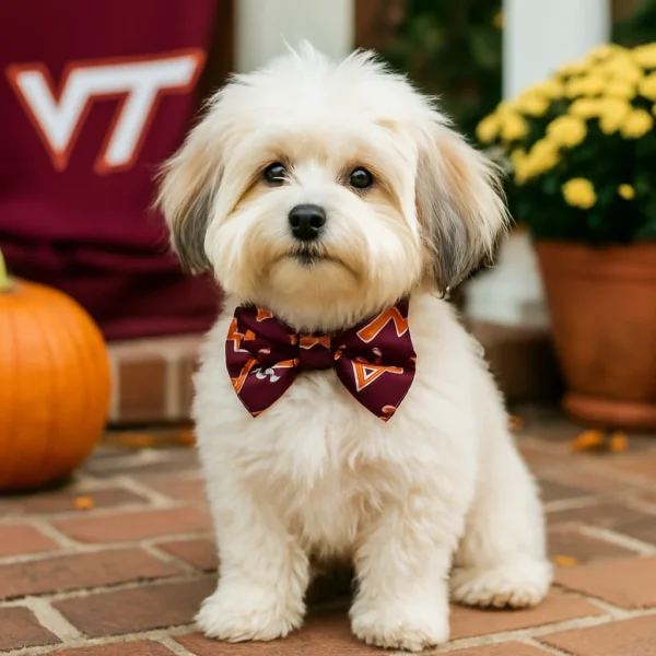 Virginia Tech Bowtie Collar for Little Dogs - Image 2
